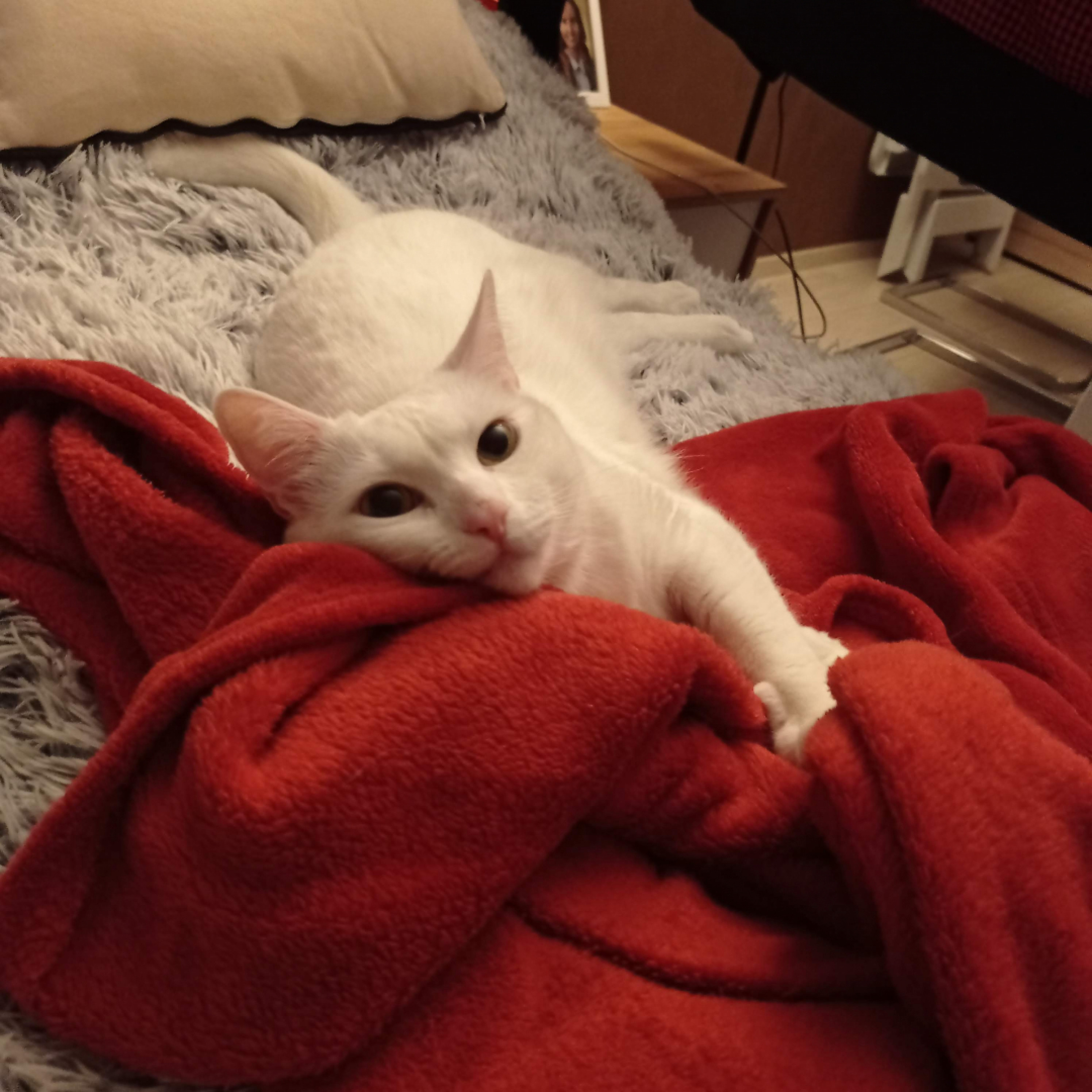 H&oacute;pihe s&uuml;ket cica gazdit keres